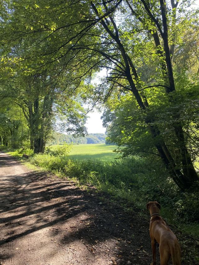 Boucle du Camp d'Angevillers — Mare de Châtebourg — photo 14