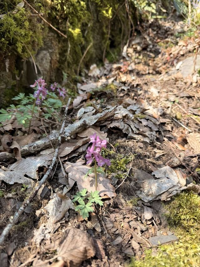 Burgenklettersteig — photo 42