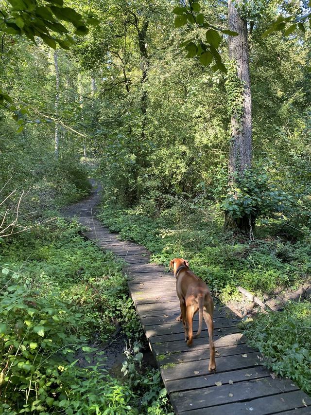 Druidenpfad — le sentier des Druides — photo 30