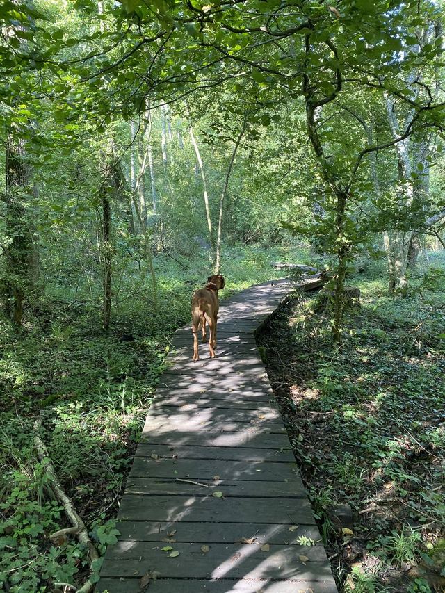 Druidenpfad — le sentier des Druides — photo 31