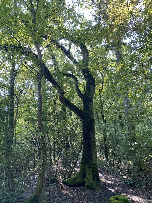 Druidenpfad — le sentier des Druides — photo 33