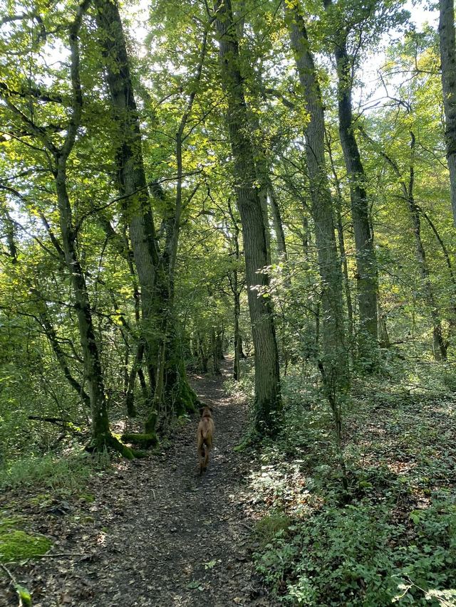 Druidenpfad — le sentier des Druides — photo 34