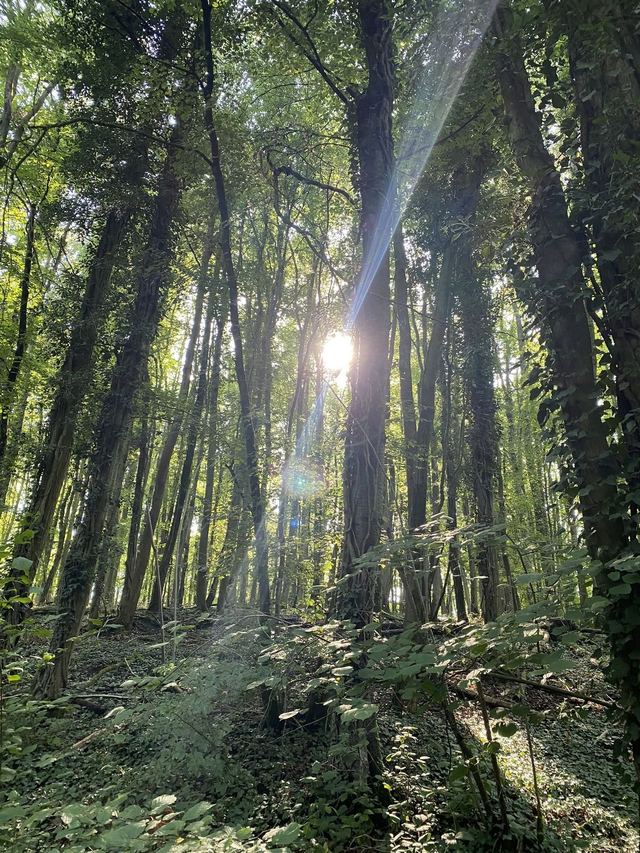 Druidenpfad — le sentier des Druides — photo 41
