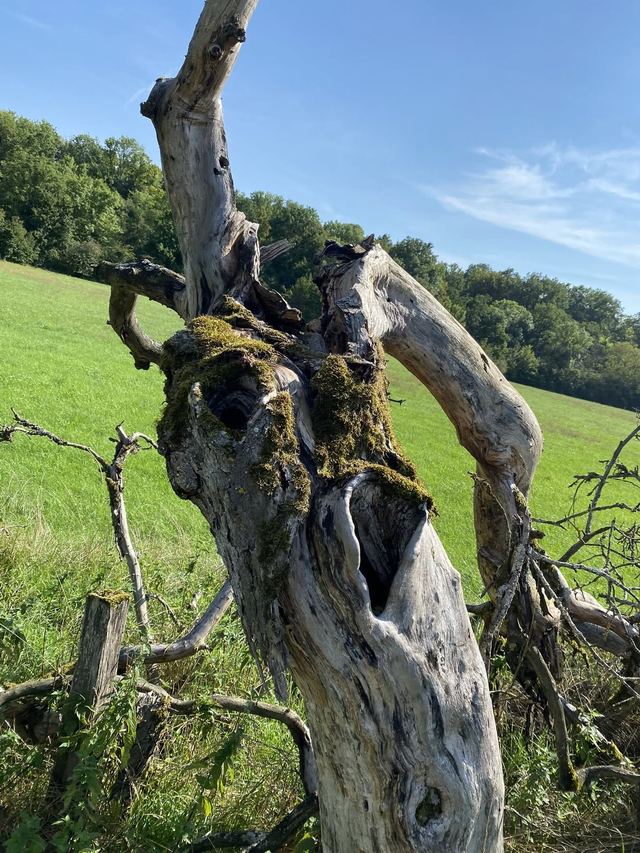 Druidenpfad — le sentier des Druides — photo 47
