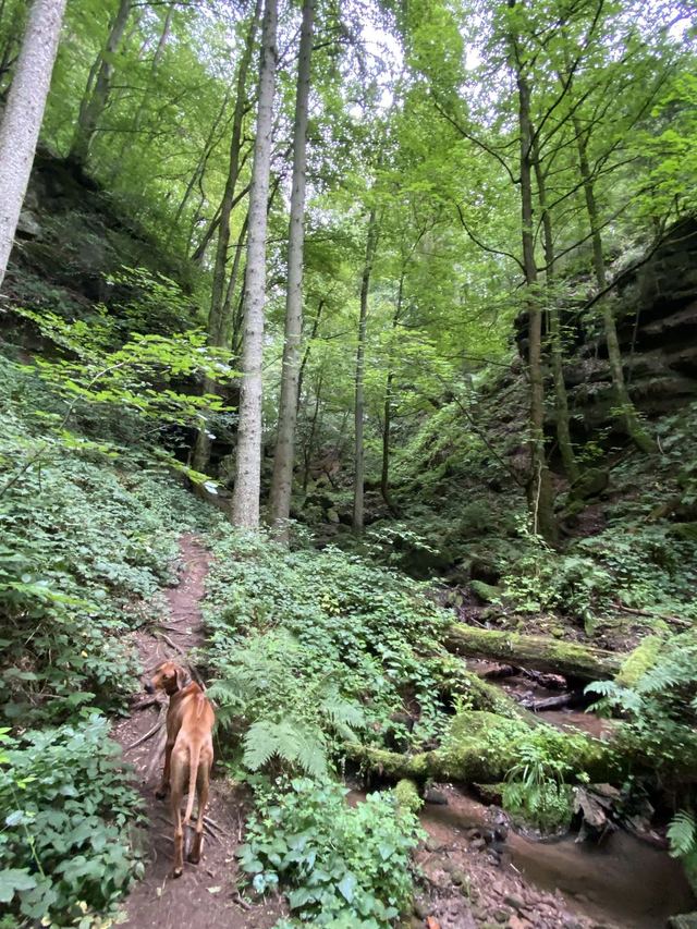 Freudenburg — Parc naturel Sarre-Hunsrück — photo 24