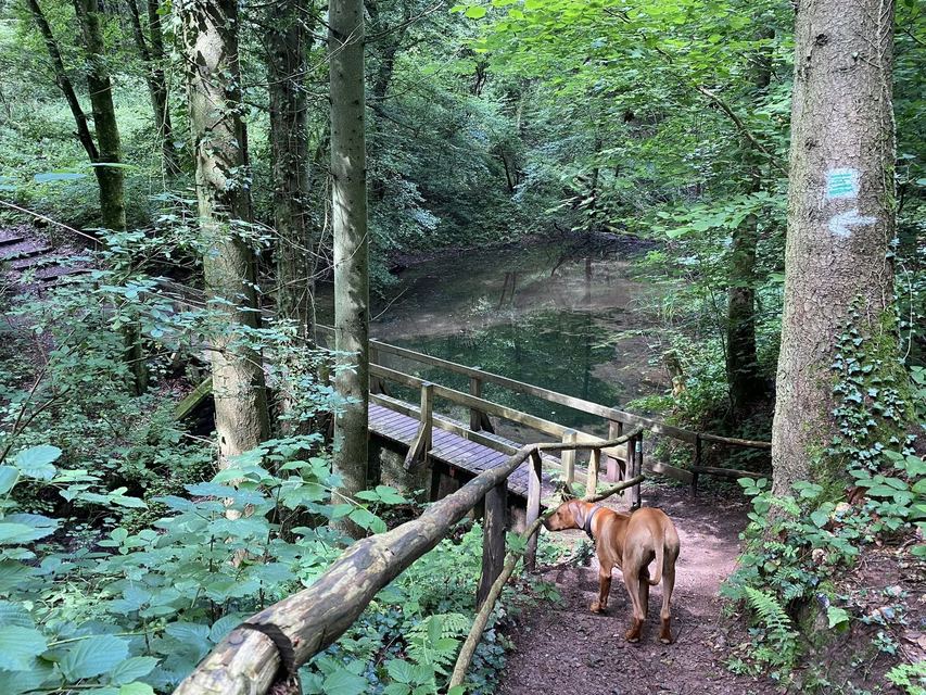 Freudenburg — Parc naturel Sarre-Hunsrück — photo 53