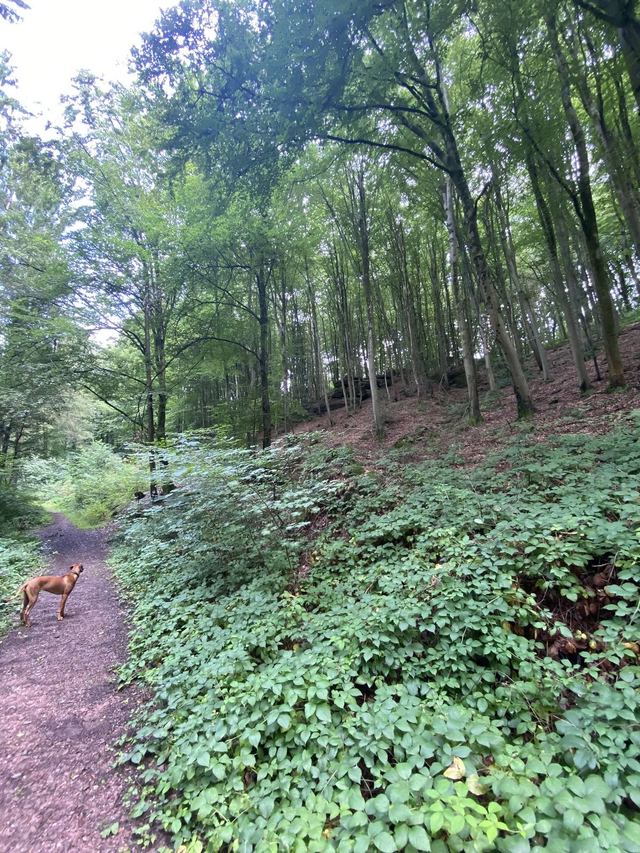 Freudenburg — Parc naturel Sarre-Hunsrück — photo 54