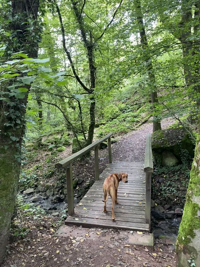 Freudenburg — Parc naturel Sarre-Hunsrück — photo 68