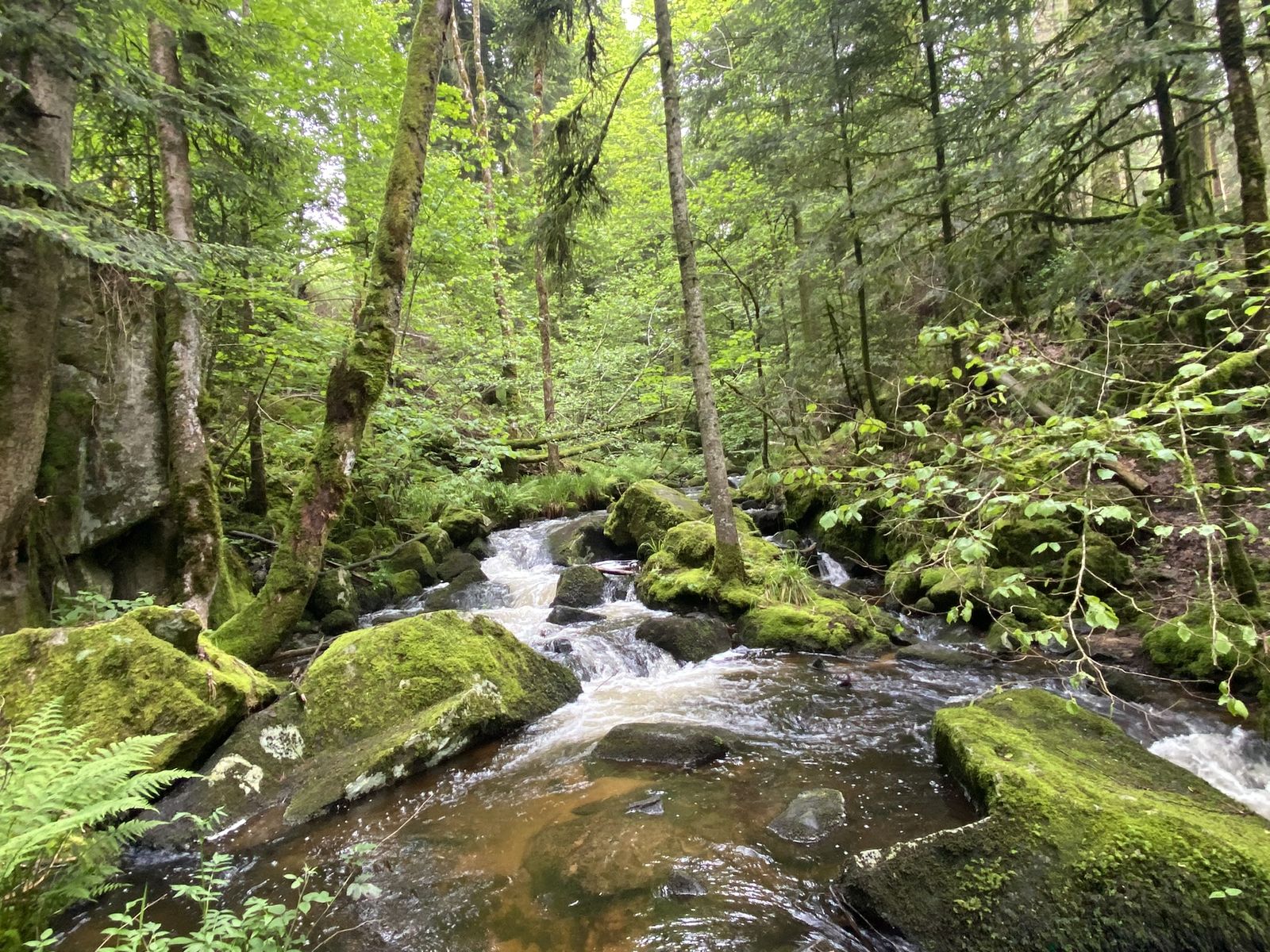 Torrent et rochers moussus près de la cascade du Géhard