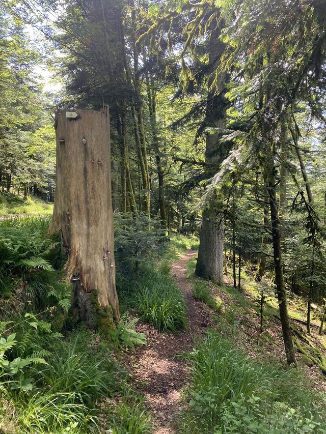Boucle Cascade du Géhard — Étang de Villerain — photo 45