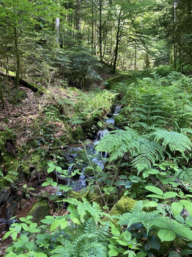 Boucle Cascade du Géhard — Étang de Villerain — photo 50