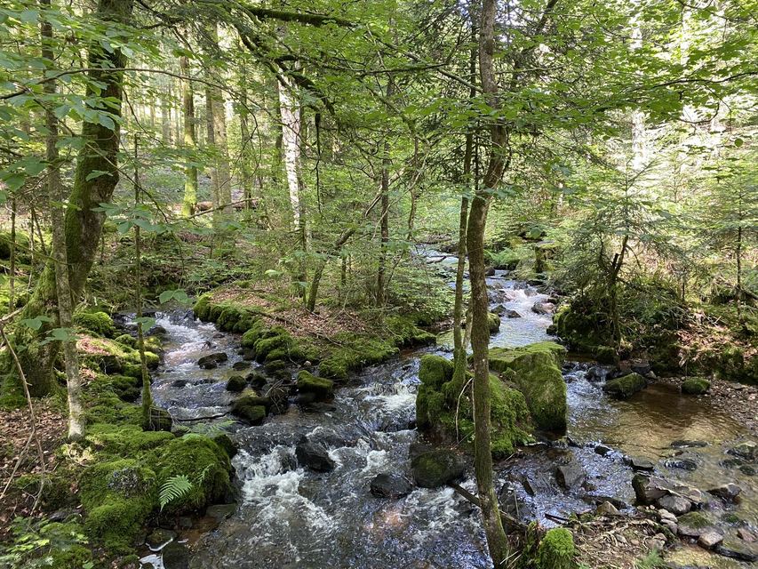 Boucle Cascade du Géhard — Étang de Villerain — photo 14