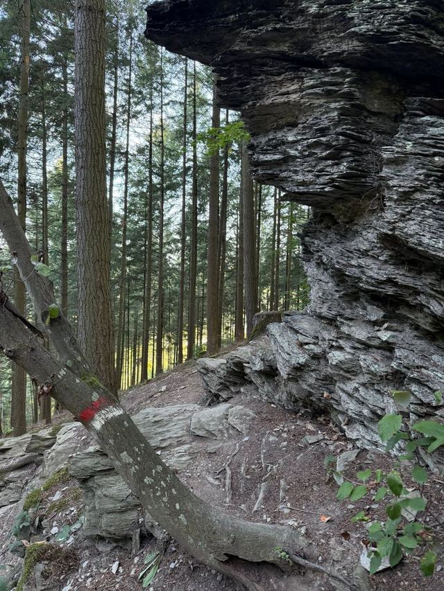 Mehringer Schweiz — photo 6