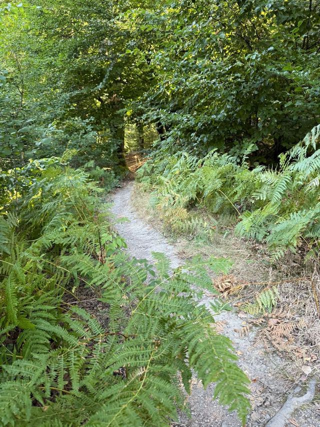 Mehringer Schweiz — photo 16