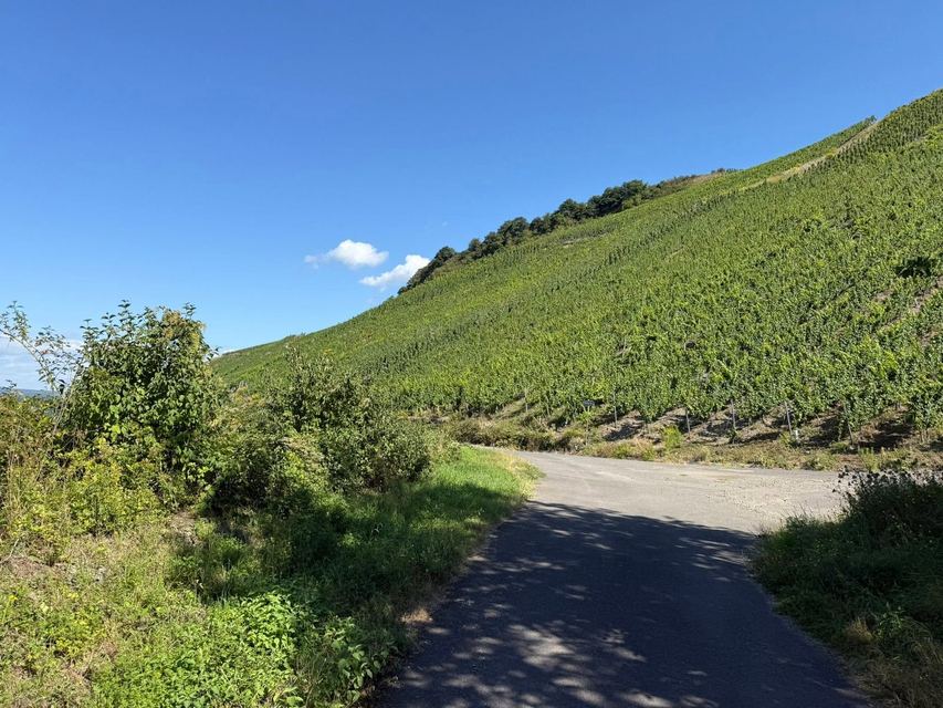 Mehringer Schweiz — photo 27