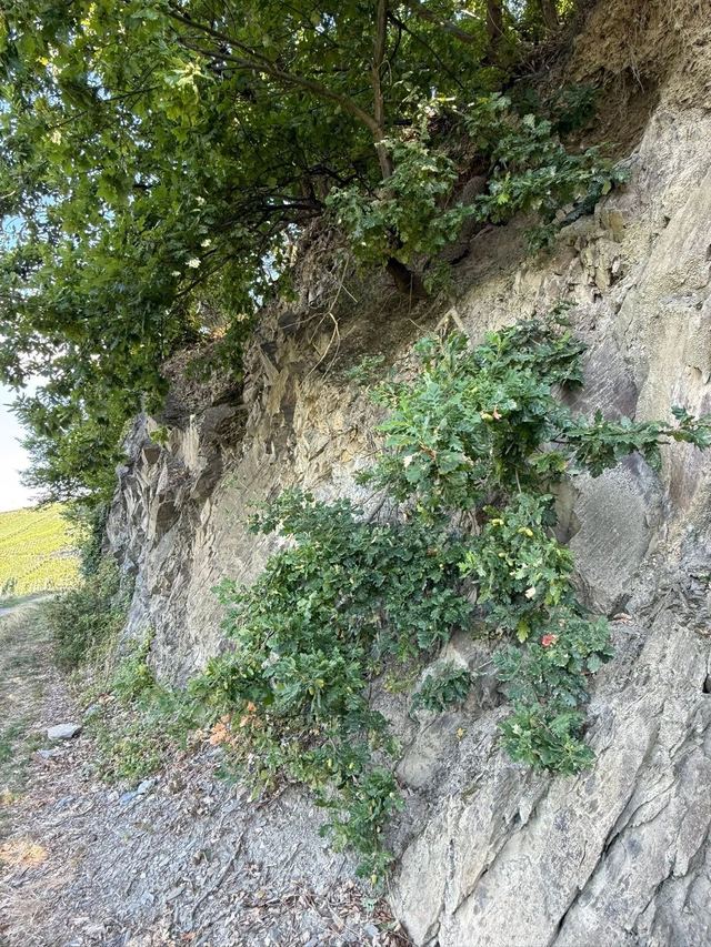 Mehringer Schweiz — photo 29