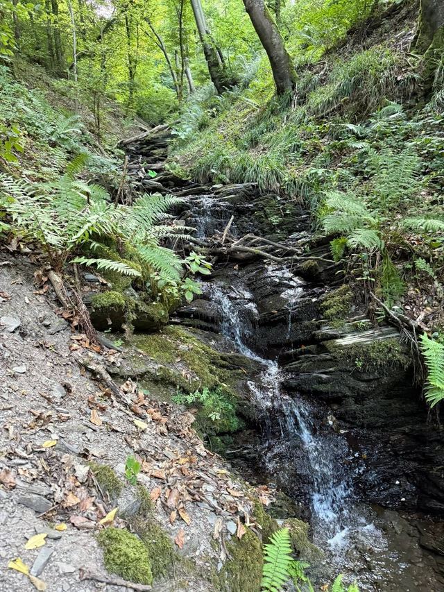 Mehringer Schweiz — photo 64