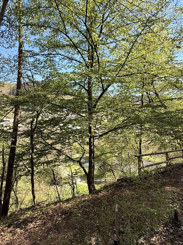 Neuerburger Klettersteig — photo 64