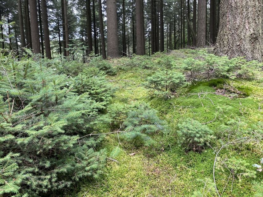 Kastel-Staadt & Klause Kastel — photo 5