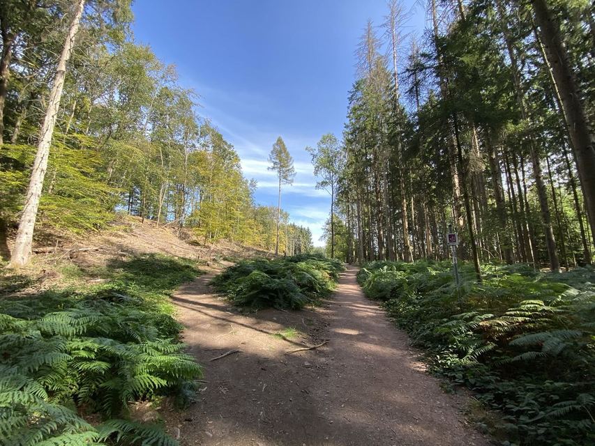 Saarschleife — Mettlach — photo 15