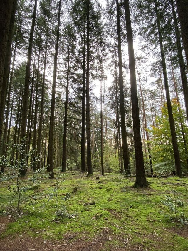 Saarschleife — Mettlach — photo 32