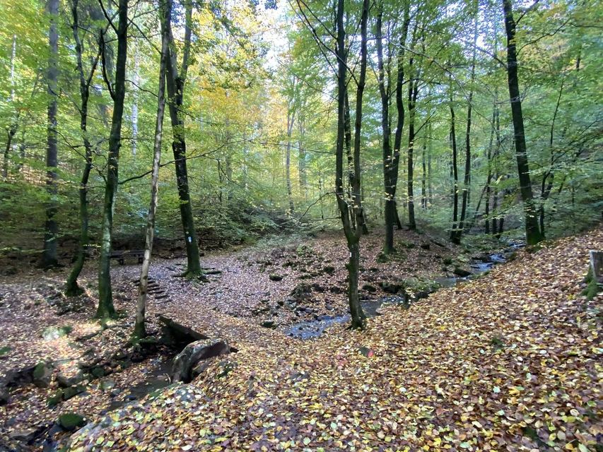 Saarschleife — Mettlach — photo 36